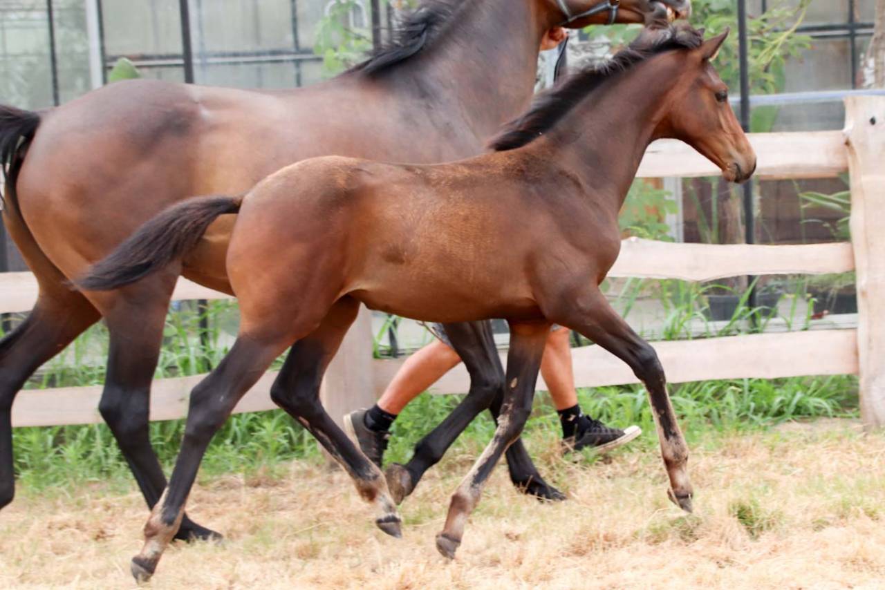 Puledra KWPN Cavallo da Sport Neerlandese In vendita 2026 Scuro ,  No Records.