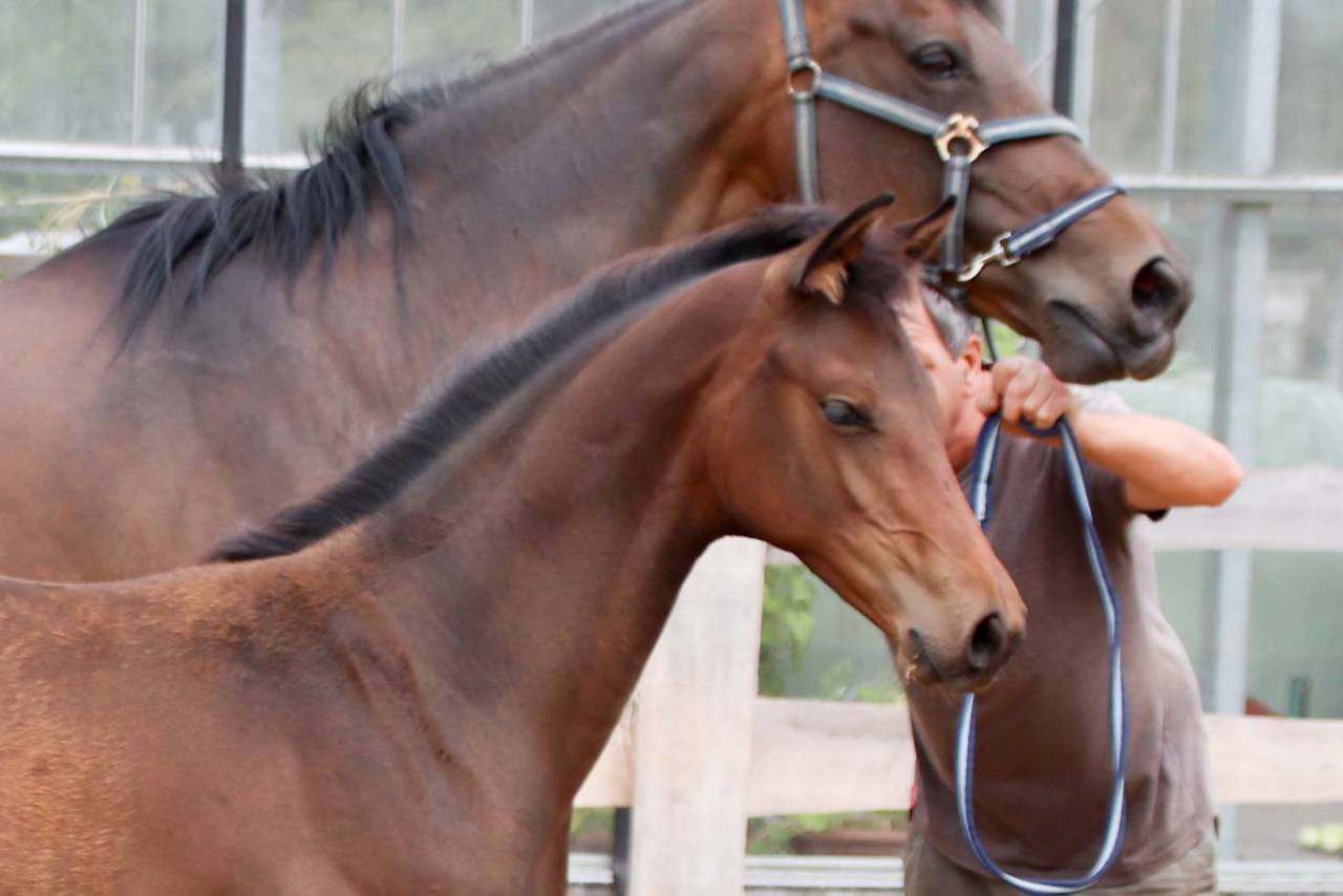 Puledra KWPN Cavallo da Sport Neerlandese In vendita 2026 Scuro ,  No Records.