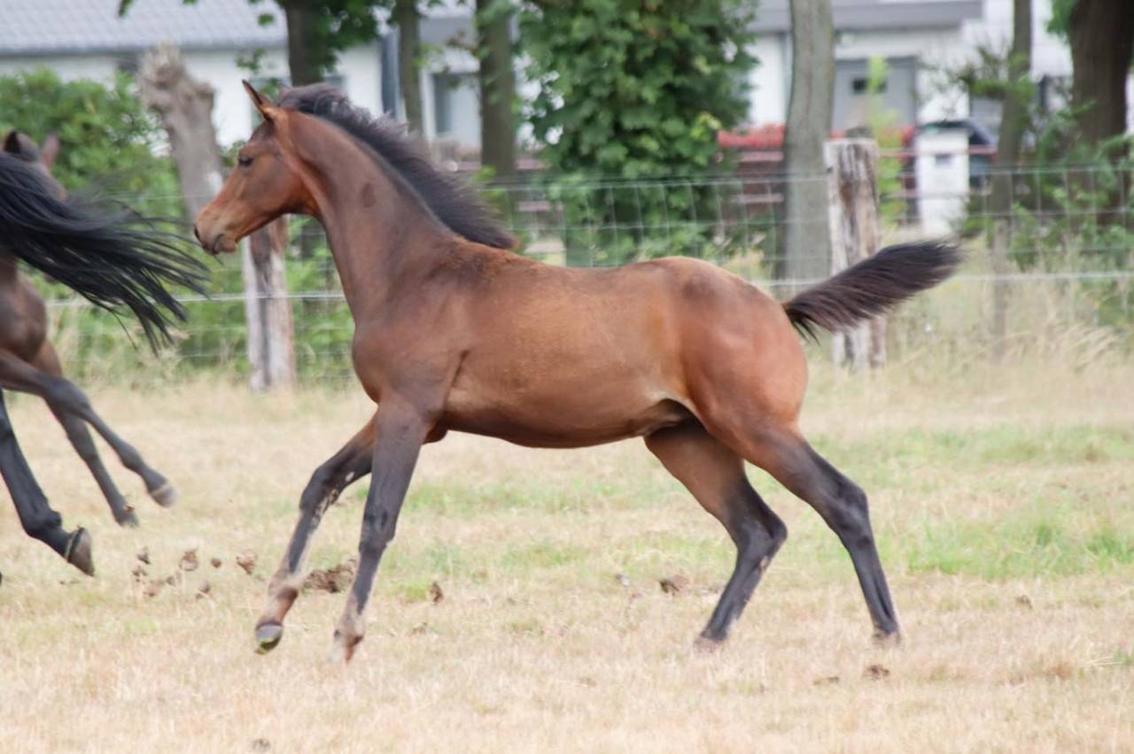Puledra KWPN Cavallo da Sport Neerlandese In vendita 2026 Scuro ,  No Records.