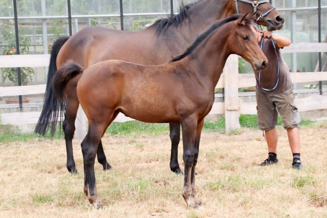 Puledra KWPN Cavallo da Sport Neerlandese In vendita 2026 Scuro ,  No Records.