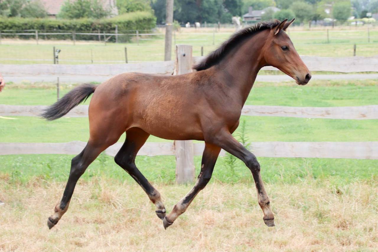 Puledra KWPN Cavallo da Sport Neerlandese In vendita 2026 Scuro ,  No Records.