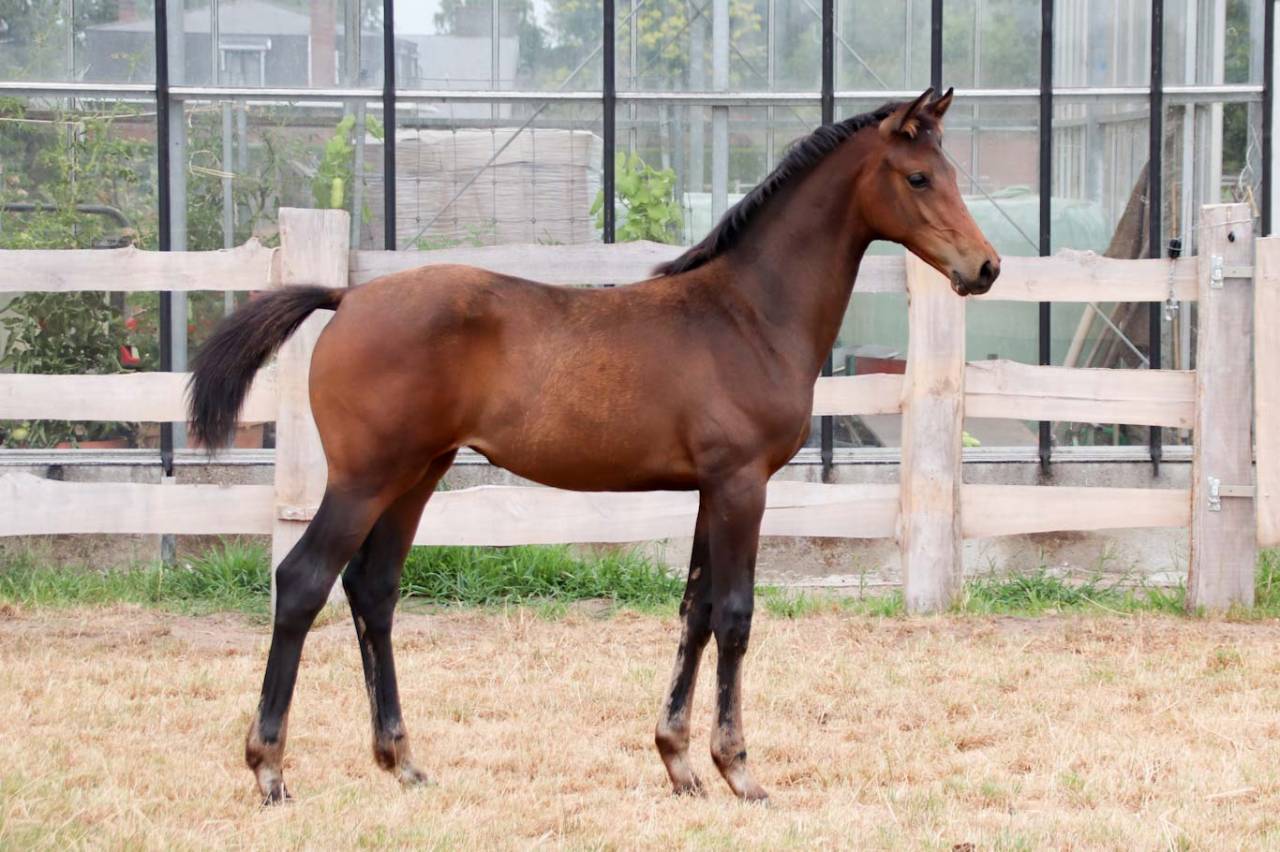Puledra KWPN Cavallo da Sport Neerlandese In vendita 2026 Scuro ,  No Records.