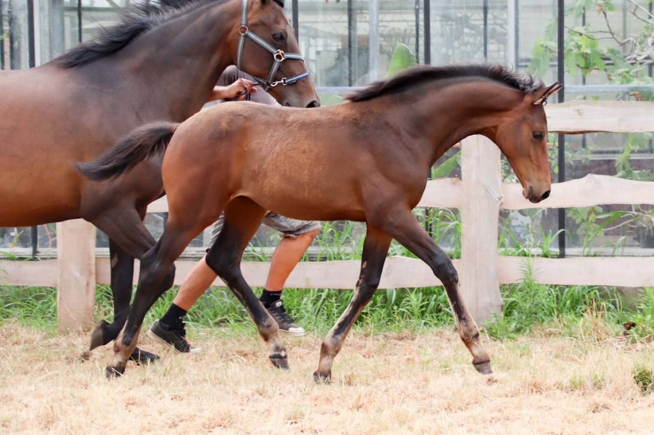 Puledra KWPN Cavallo da Sport Neerlandese In vendita 2026 Scuro ,  No Records.