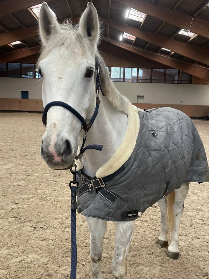 Castrone PFS Pony Francese da Sella In vendita 2014 Grigio