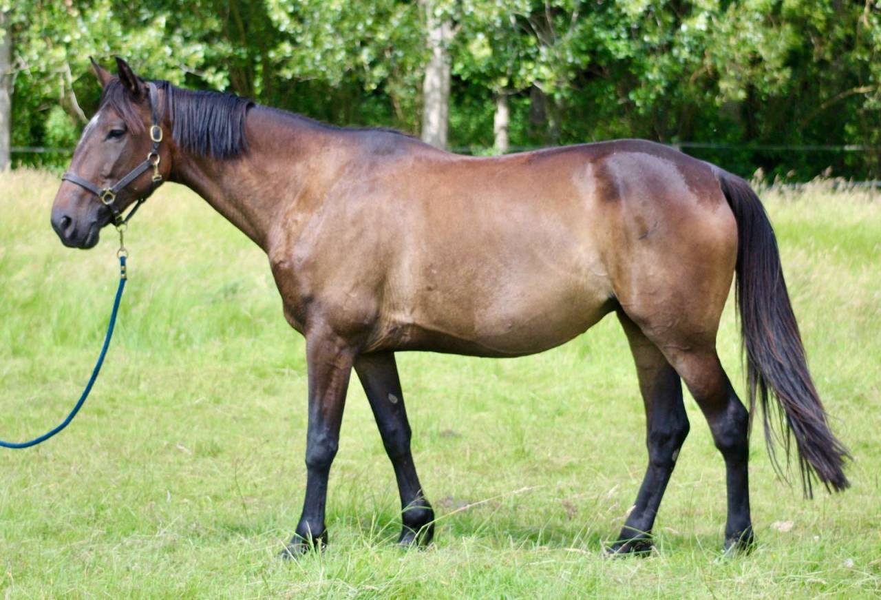 Cavalla Trottatore Francese In vendita 2018 Baio scuro