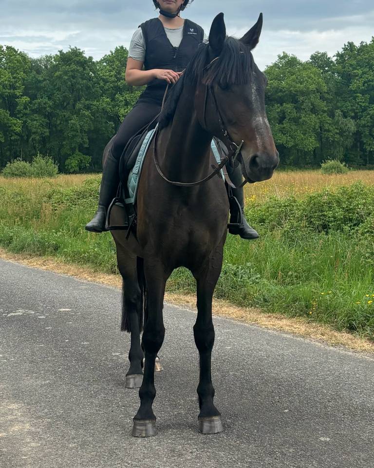 Cavalla Trottatore Francese In vendita 2018 Baio scuro