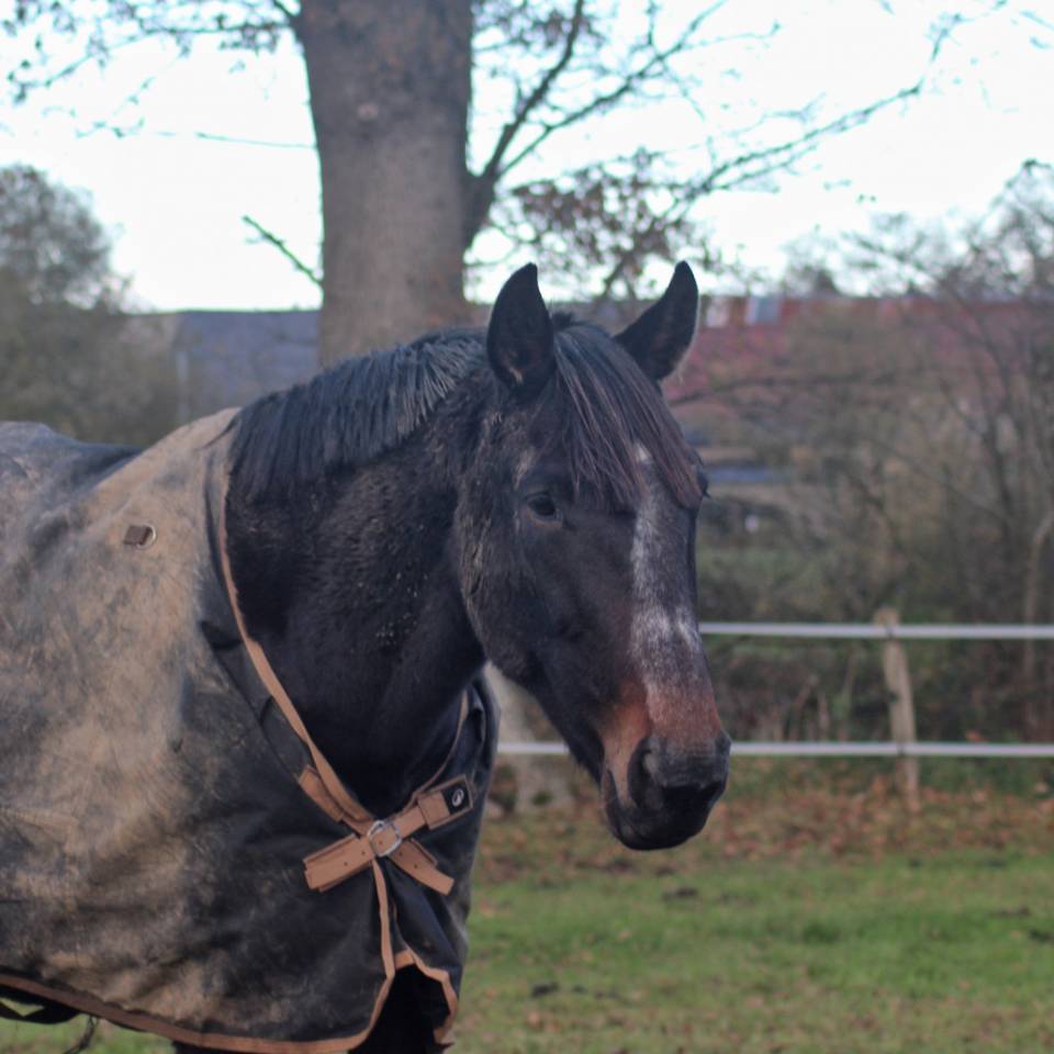 Cavalla Trottatore Francese In vendita 2018 Baio scuro