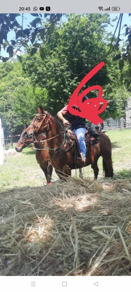 Cavallo  di 16 anni 