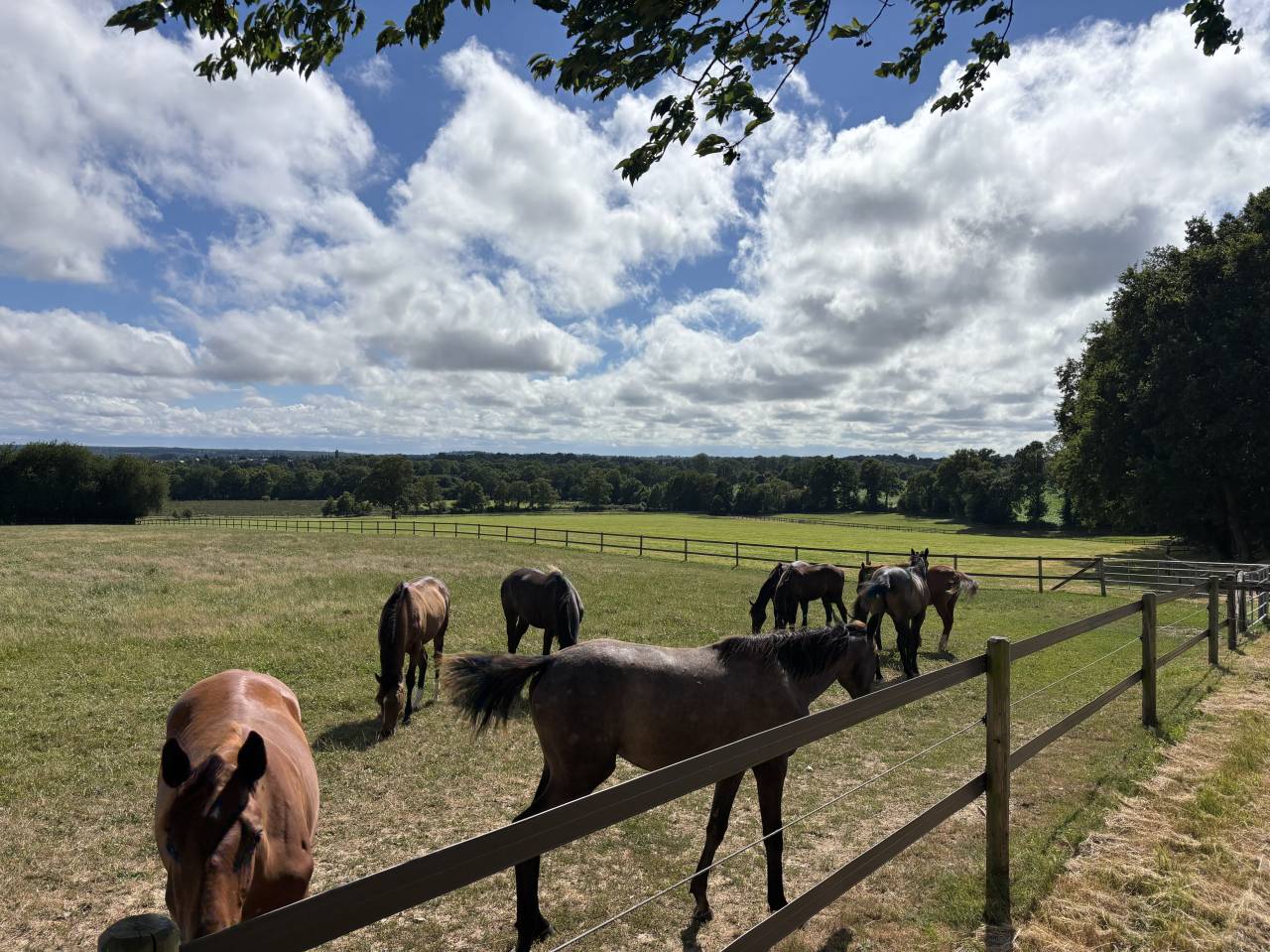 Centro di stagione cavallo In vendita Mayenne