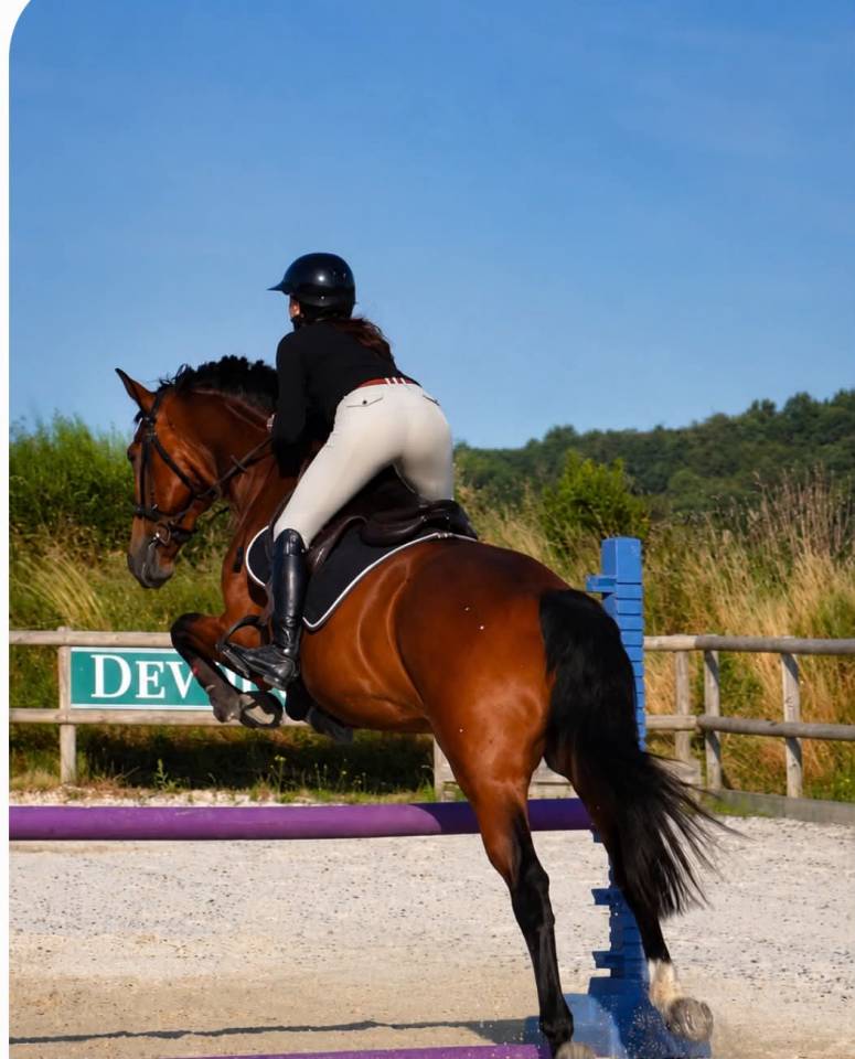 Castrone KWPN Cavallo da Sport Neerlandese In vendita 2014 Baio