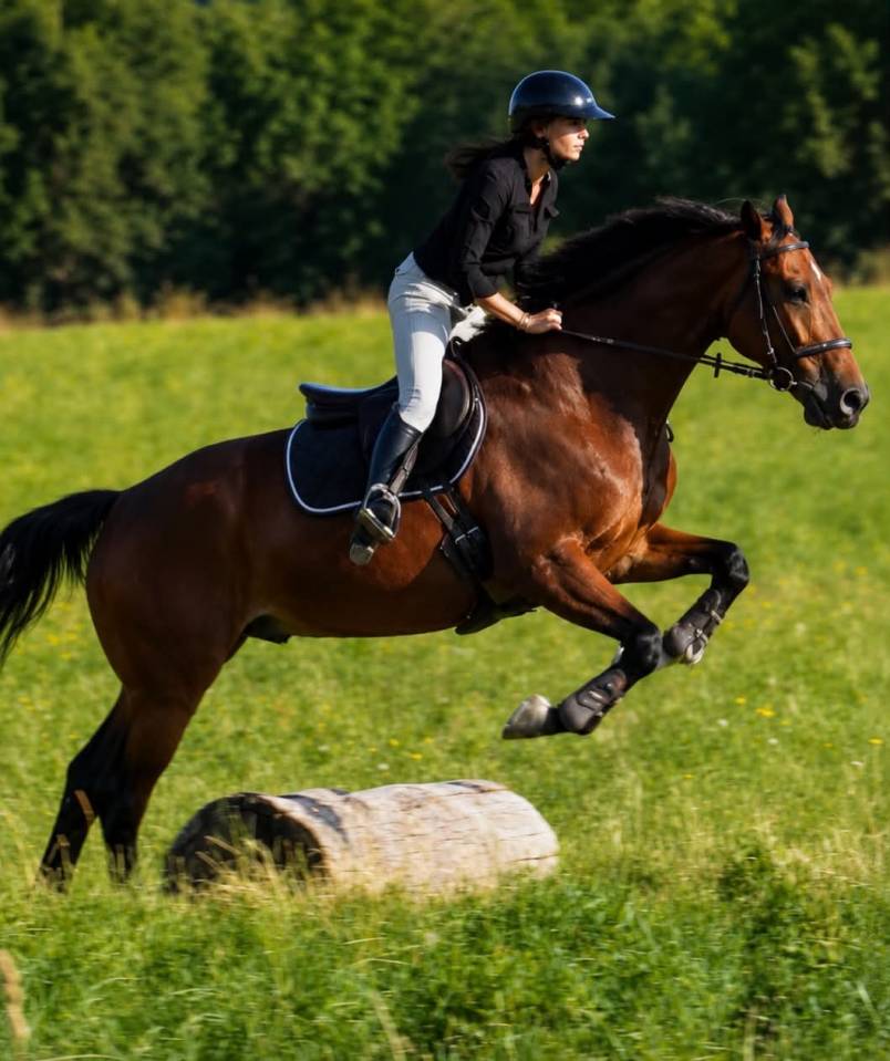Castrone KWPN Cavallo da Sport Neerlandese In vendita 2014 Baio