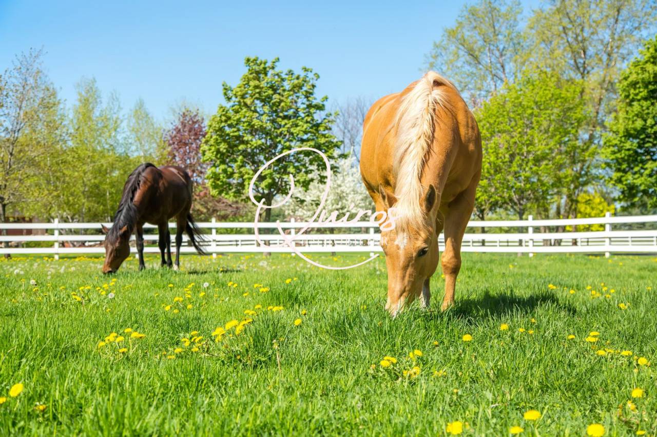 Propriet&agrave; equestre In vendita Eure