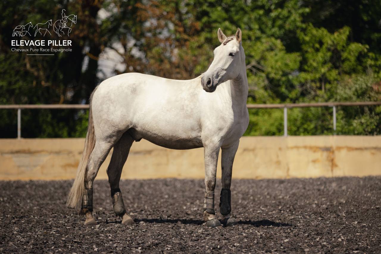 Castrone PRE Andaluso In vendita 2020 Grigio