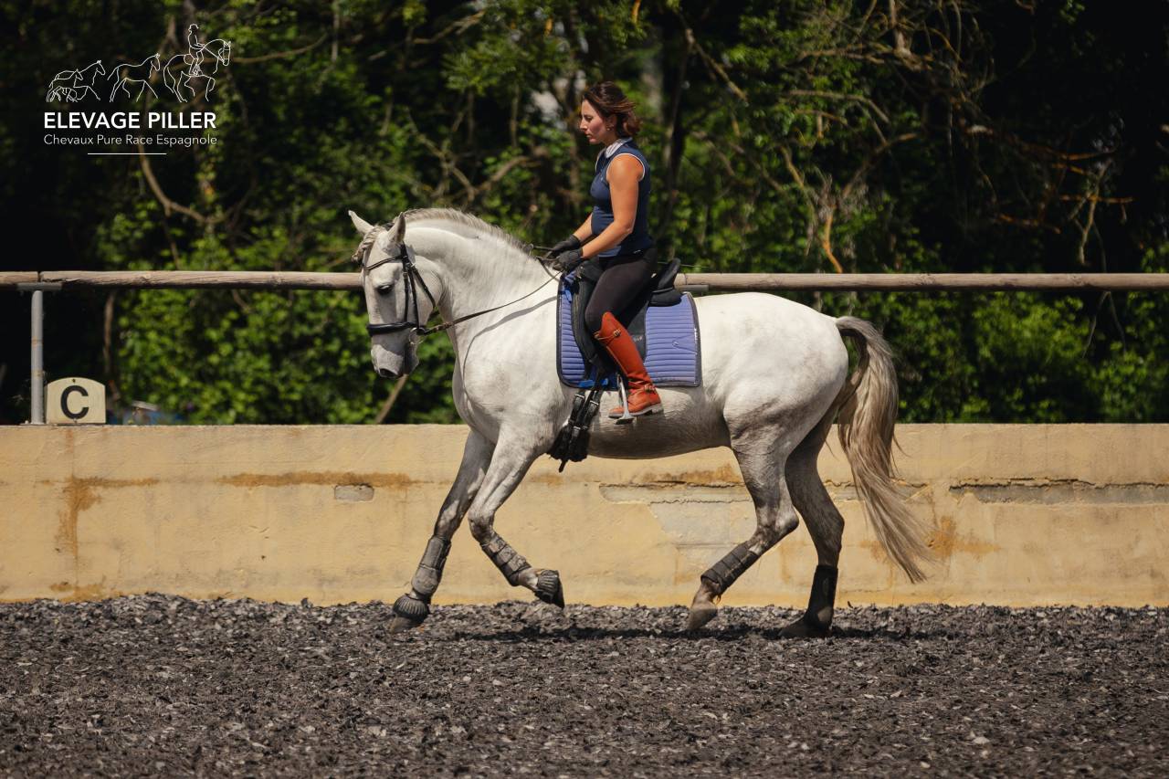 Castrone PRE Andaluso In vendita 2020 Grigio