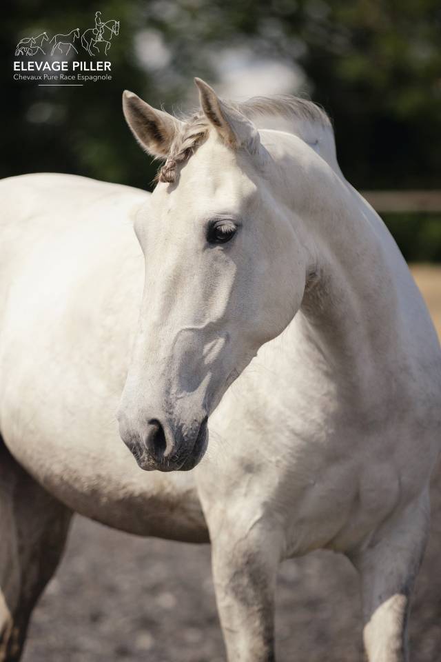 Castrone PRE Andaluso In vendita 2020 Grigio