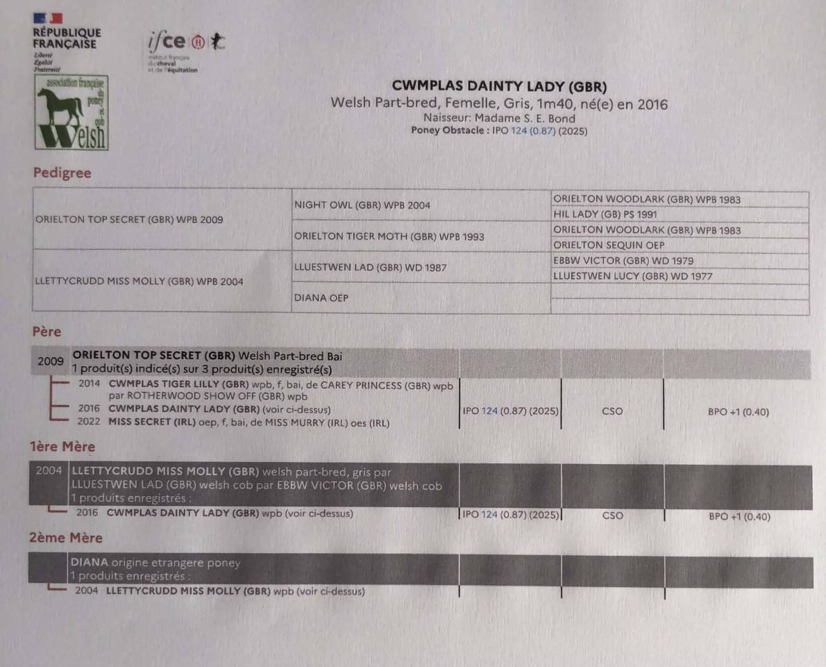 Cavalla Welsh Poney (Sezione C) In vendita 2016 Grigio ,  Orielton top secret GBR