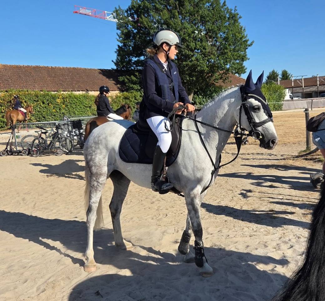 Cavalla Welsh Poney (Sezione C) In vendita 2016 Grigio ,  Orielton top secret GBR