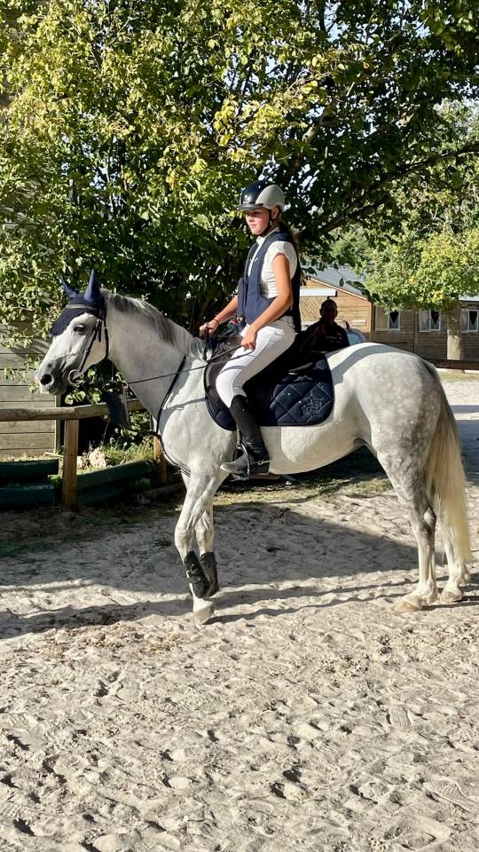 Cavalla Welsh Poney (Sezione C) In vendita 2016 Grigio ,  Orielton top secret GBR
