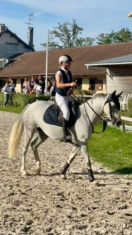 Cavalla Welsh Poney (Sezione C) In vendita 2016 Grigio ,  Orielton top secret GBR