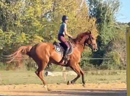 Cavalla Sella Francese In vendita 2019 Sauro ,  Captain Semilly