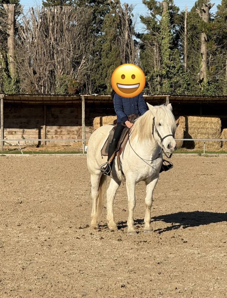 Cavalla Camargue In vendita 2017 Bianco