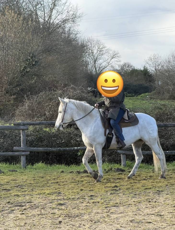 Cavalla Camargue In vendita 2017 Bianco