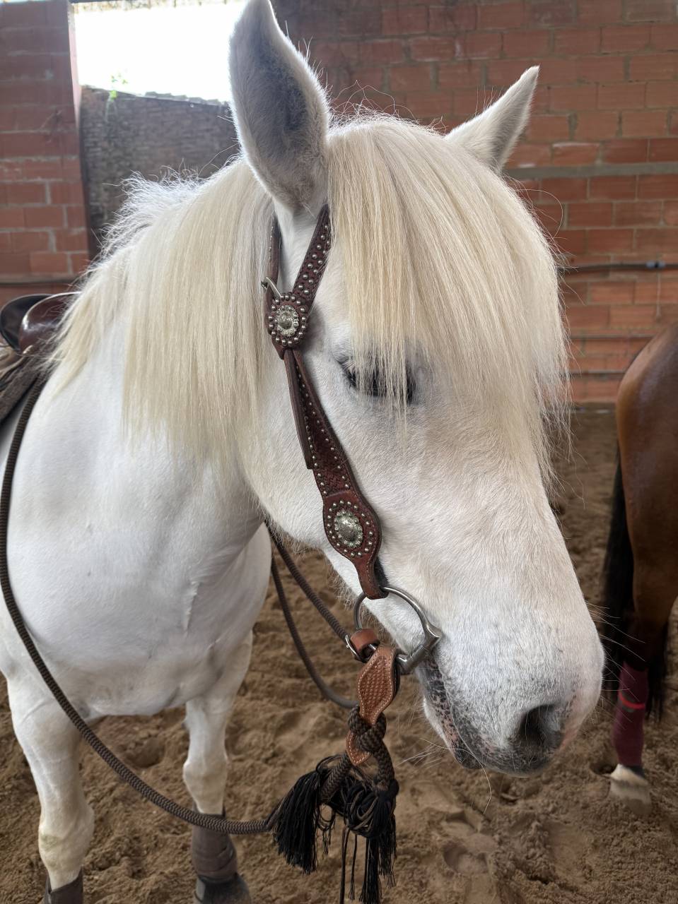 Cavalla Camargue In vendita 2017 Bianco