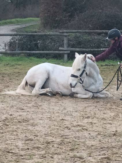 Cavalla Camargue In vendita 2017 Bianco
