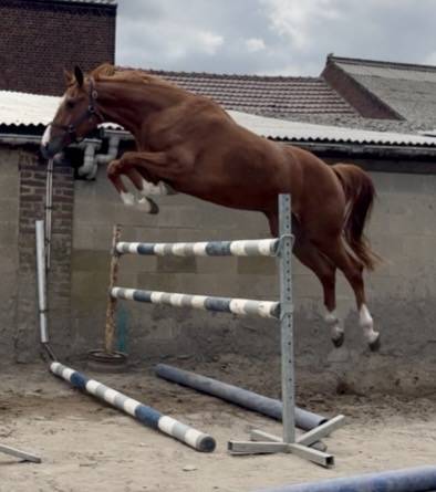 Cavalla BWP Cavallo da Sangue Belgio In vendita 2023 Sauro