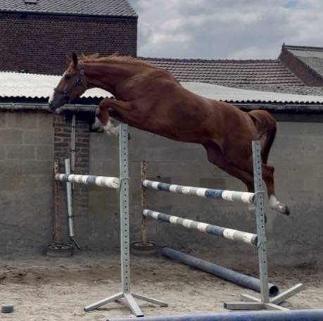 Cavalla BWP Cavallo da Sangue Belgio In vendita 2023 Sauro