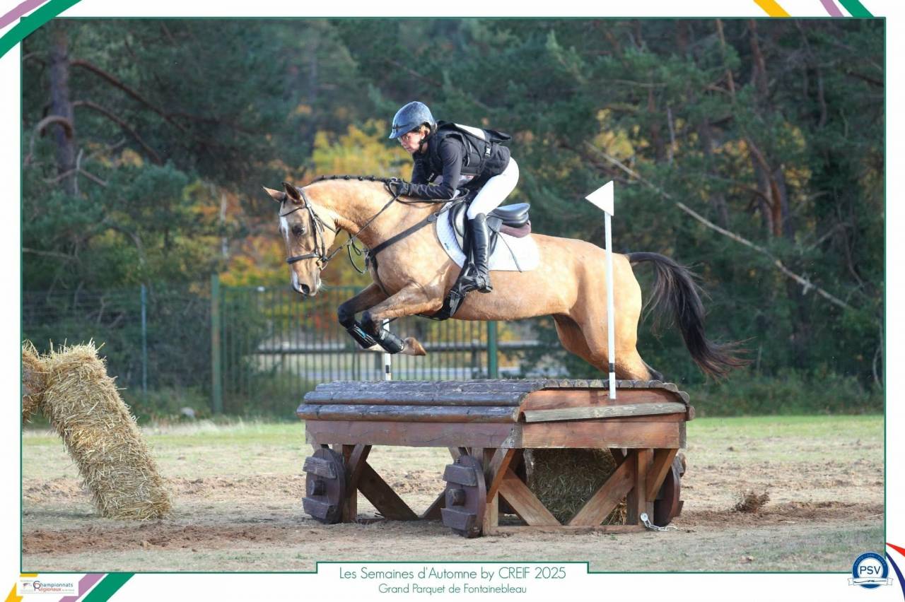 Cavalla Akhal Teke In vendita 2017 Isabella