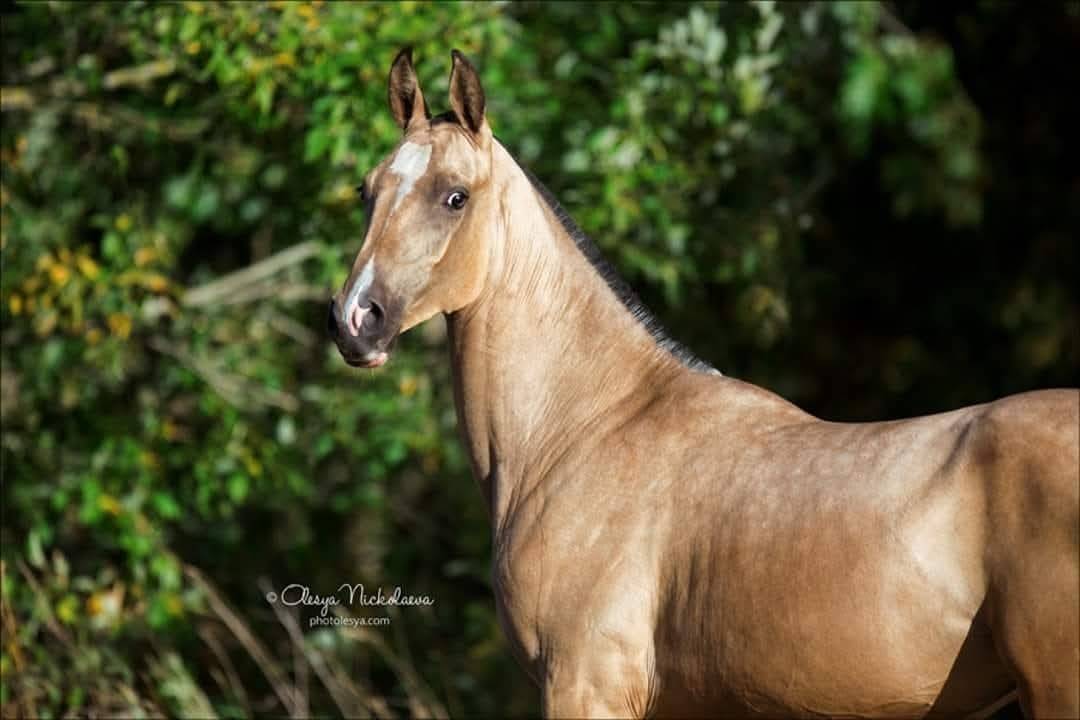 Cavalla Akhal Teke In vendita 2017 Isabella