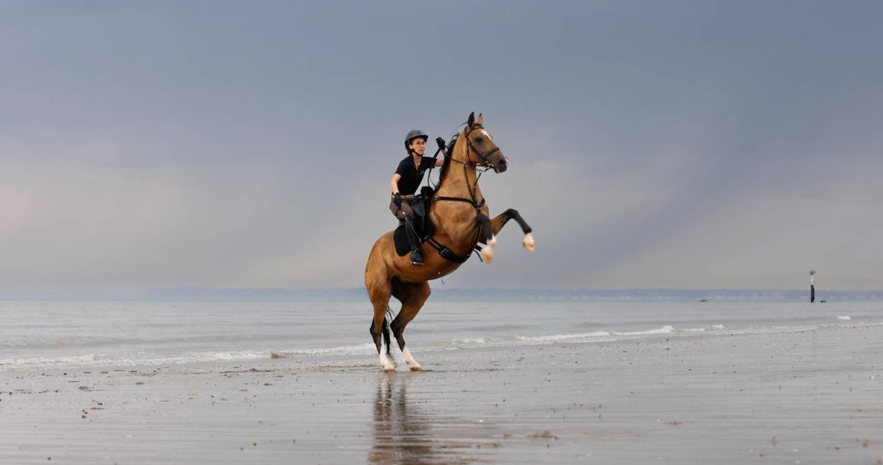 Cavalla Akhal Teke In vendita 2017 Isabella
