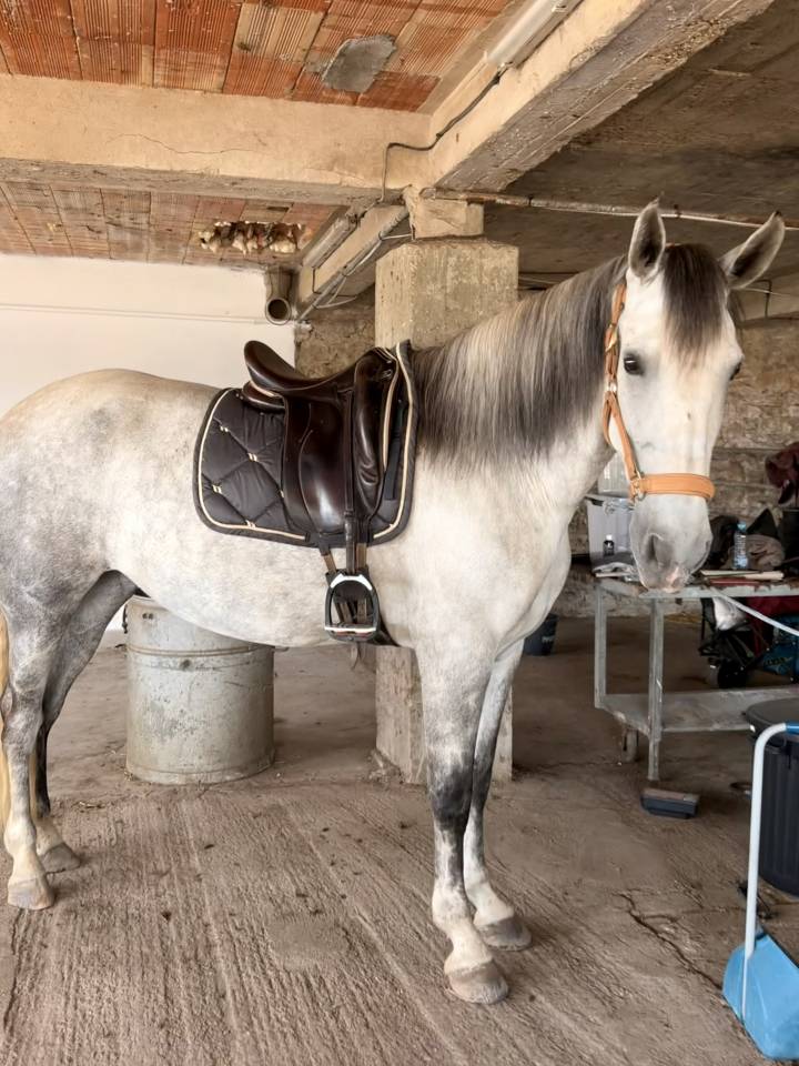 Cavalla PRE Andaluso In vendita 2019 Grigio