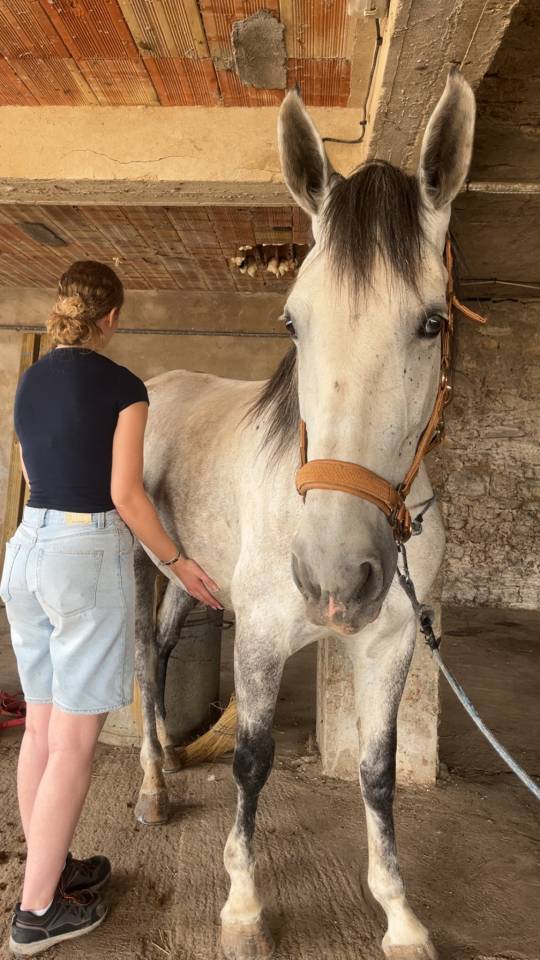 Cavalla PRE Andaluso In vendita 2019 Grigio