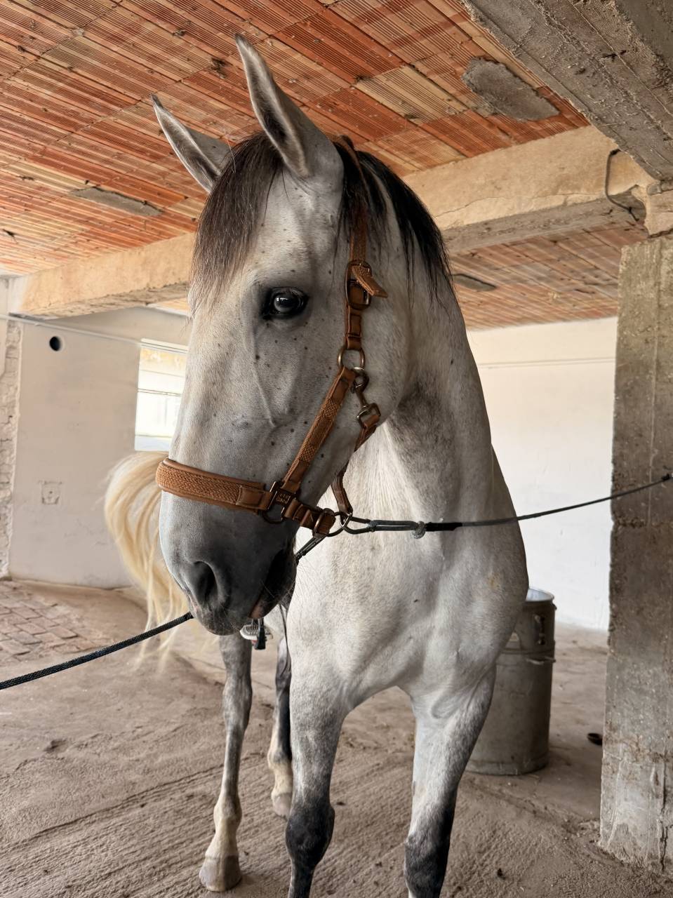 Cavalla PRE Andaluso In vendita 2019 Grigio