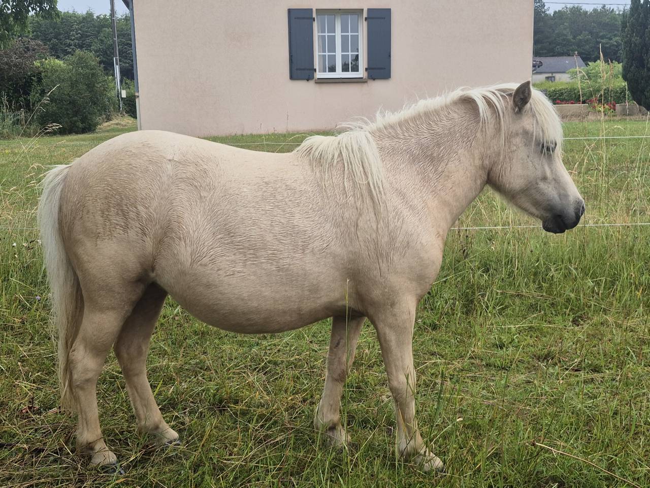 Puledra Shetland In vendita 2024 Palomino