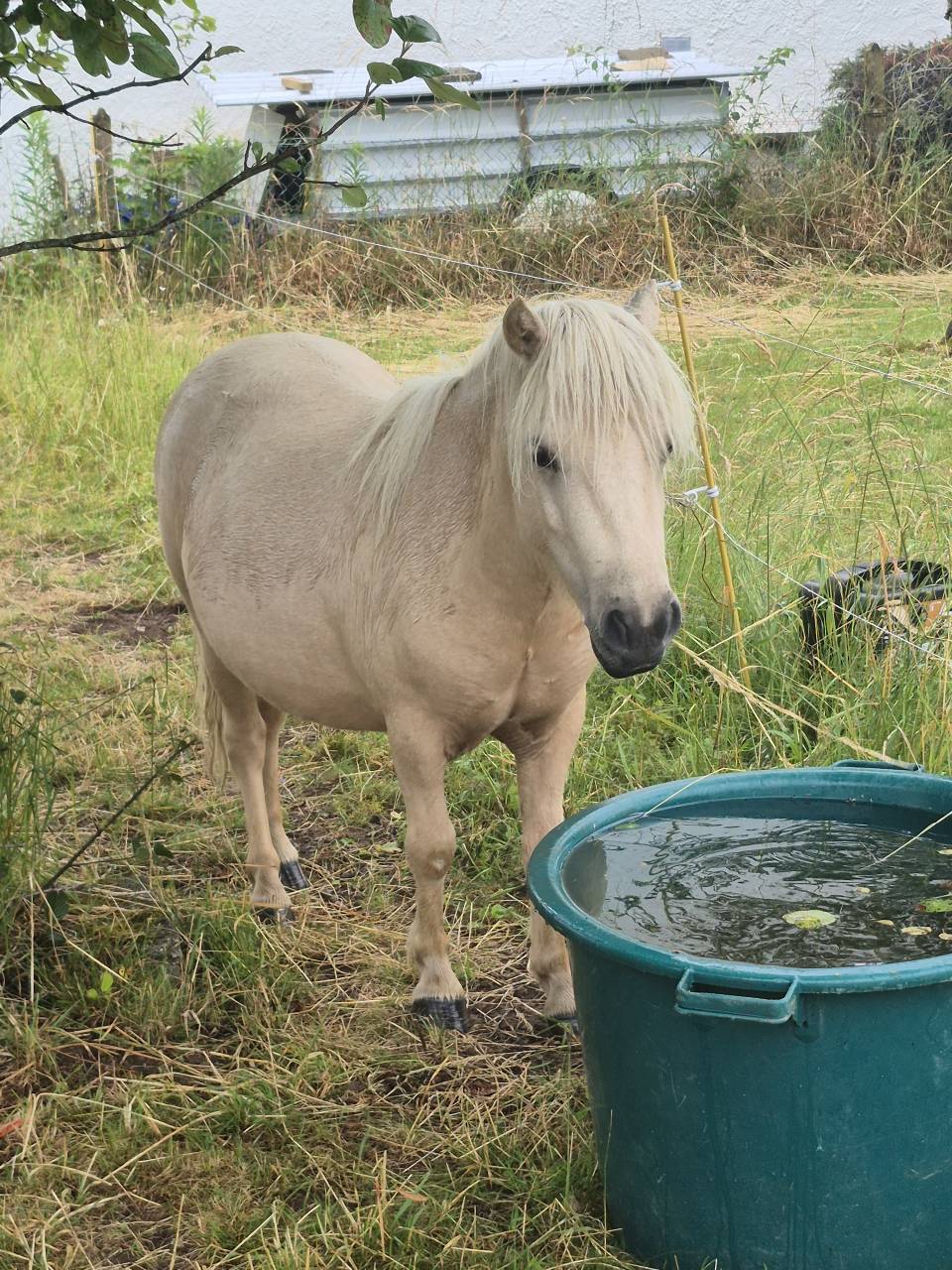 Puledra Shetland In vendita 2024 Palomino