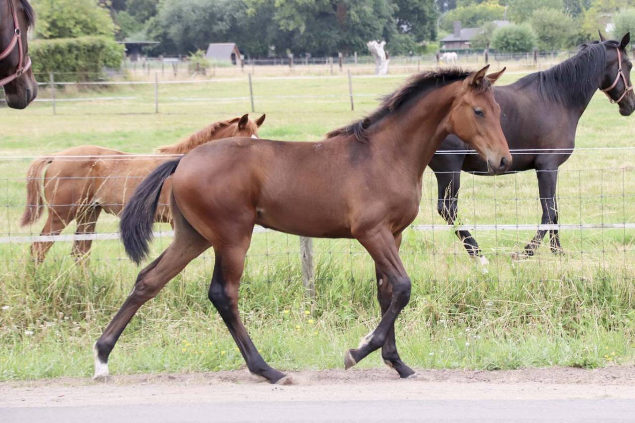 Cavalla KWPN Cavallo da Sport Neerlandese In vendita 2026 Baio scuro ,  Dutch Dream