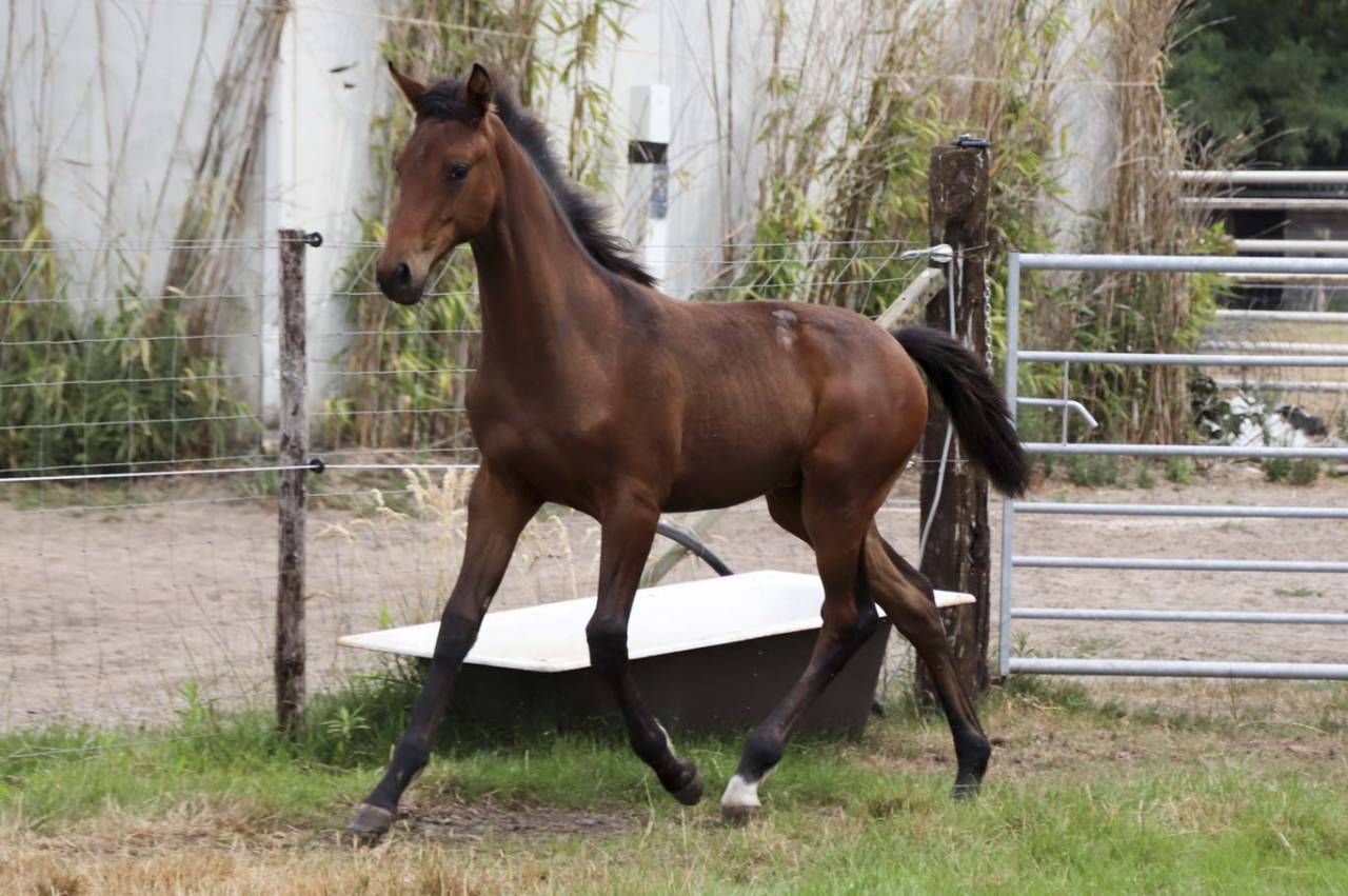 Cavalla KWPN Cavallo da Sport Neerlandese In vendita 2026 Baio scuro ,  Dutch Dream