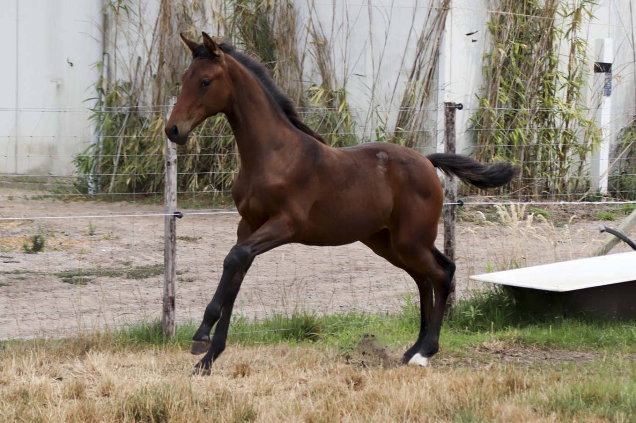 Cavalla KWPN Cavallo da Sport Neerlandese In vendita 2026 Baio scuro ,  Dutch Dream