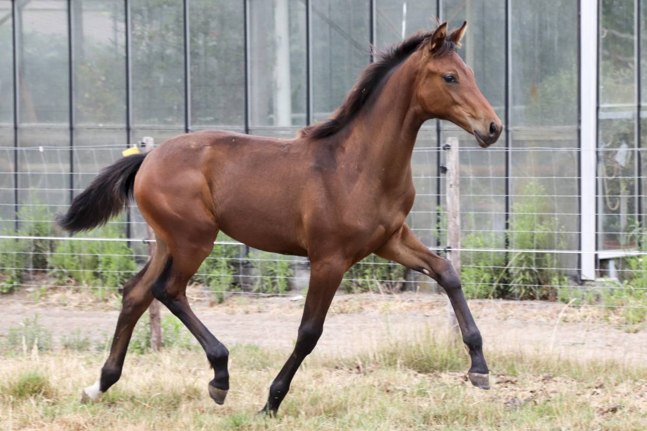Cavalla KWPN Cavallo da Sport Neerlandese In vendita 2026 Baio scuro ,  Dutch Dream