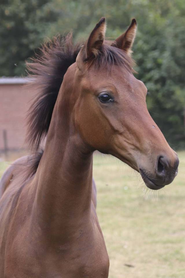 Cavalla KWPN Cavallo da Sport Neerlandese In vendita 2026 Baio scuro ,  Dutch Dream