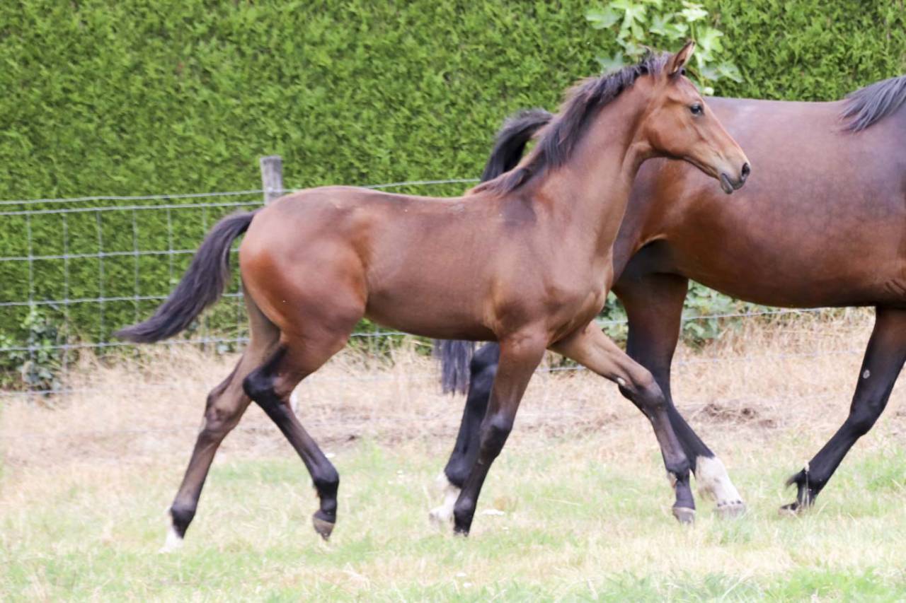 Cavalla KWPN Cavallo da Sport Neerlandese In vendita 2026 Baio scuro ,  Dutch Dream