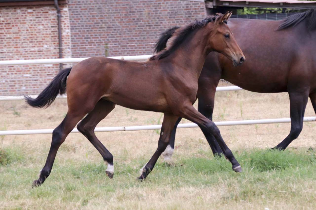 Cavalla KWPN Cavallo da Sport Neerlandese In vendita 2026 Baio scuro ,  Dutch Dream