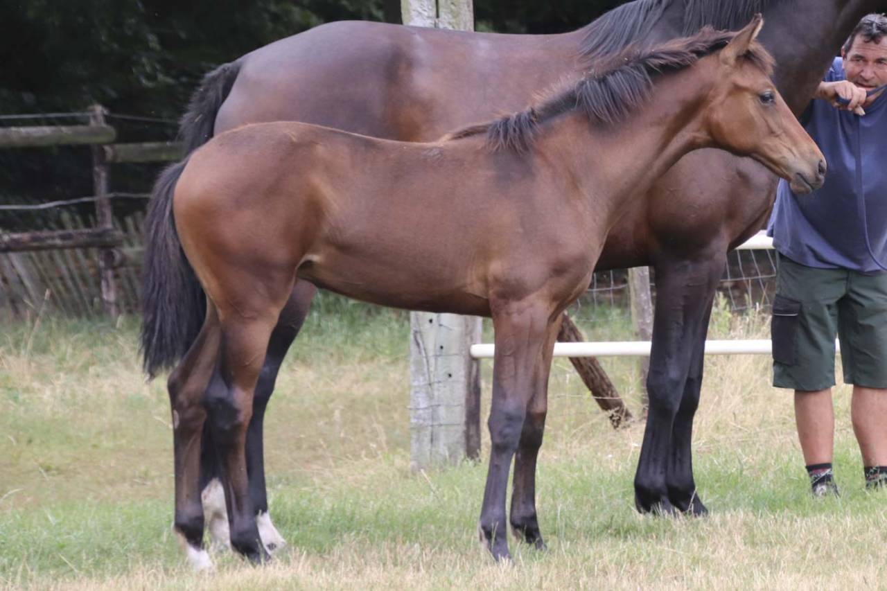 Cavalla KWPN Cavallo da Sport Neerlandese In vendita 2026 Baio scuro ,  Dutch Dream