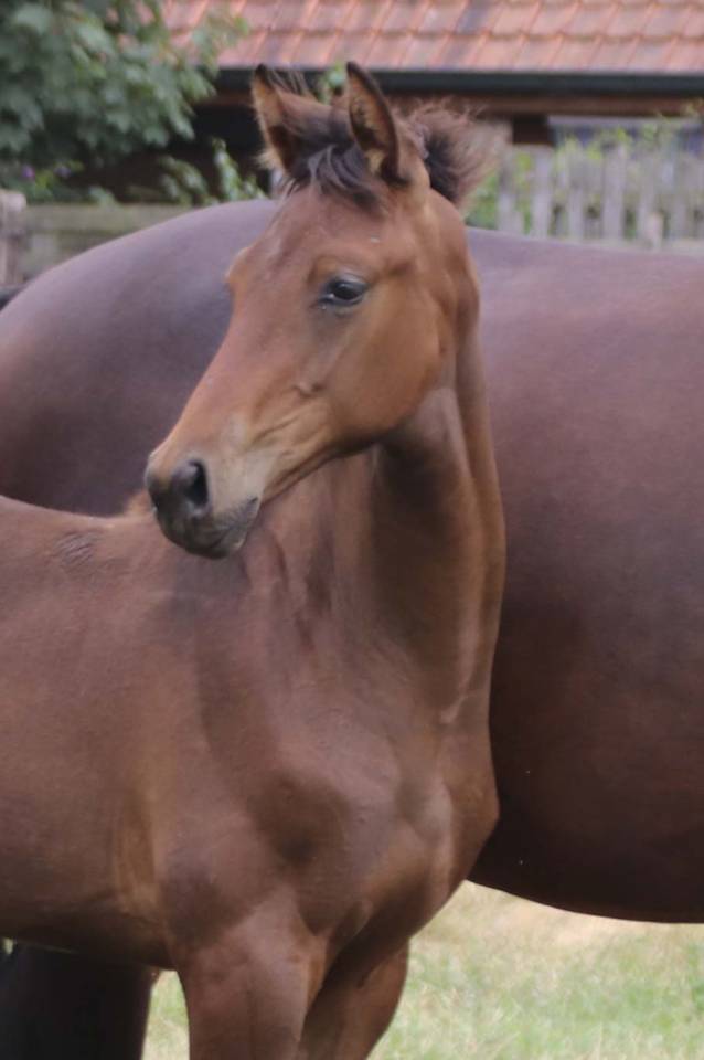 Cavalla KWPN Cavallo da Sport Neerlandese In vendita 2026 Baio scuro ,  Dutch Dream