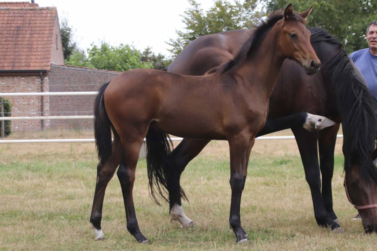 Cavalla KWPN Cavallo da Sport Neerlandese In vendita 2026 Baio scuro ,  Dutch Dream