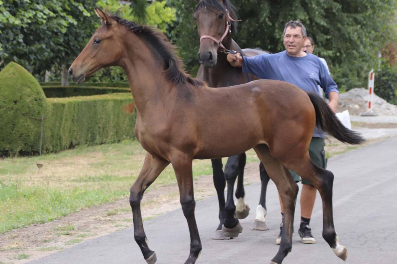 Cavalla KWPN Cavallo da Sport Neerlandese In vendita 2026 Baio scuro ,  Dutch Dream