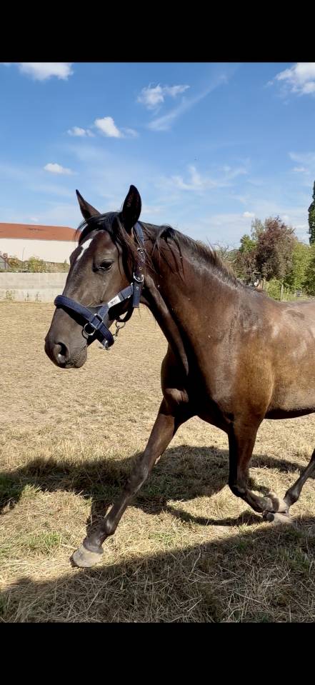 Puledra PRE Andaluso In vendita 2024 Baio scuro
